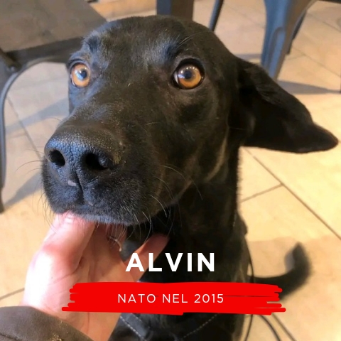 ALVIN
