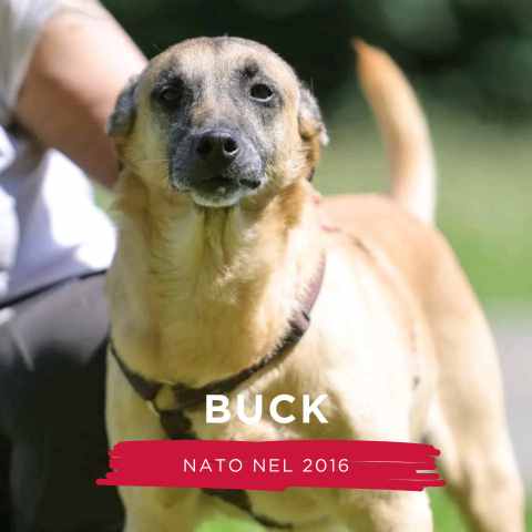 BUCK
