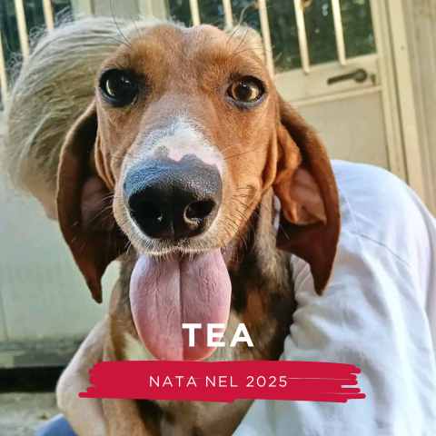 TEA