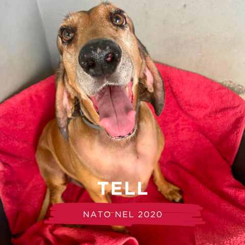 TELL