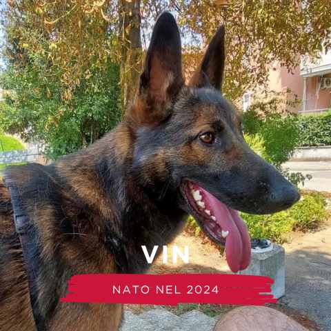VIN