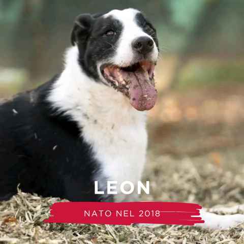 3_Sito Foto_480x480 LEON
